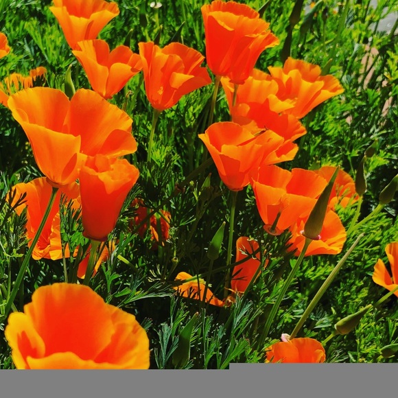 Meet your Posher, Carly - Picture 2 of 2